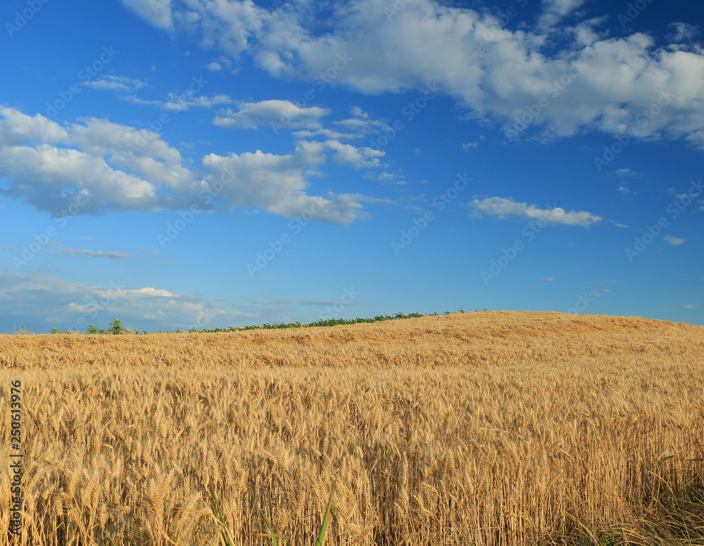 Wheat field against a blue sky