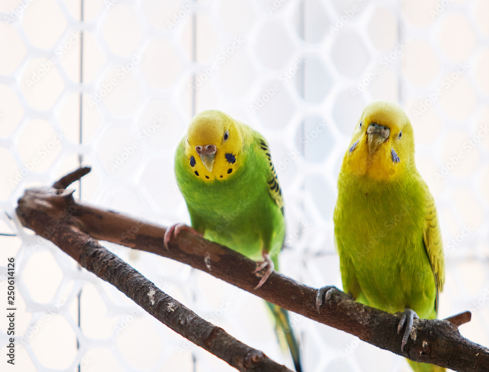 Obraz premium First-parent parrot couple at home balcony