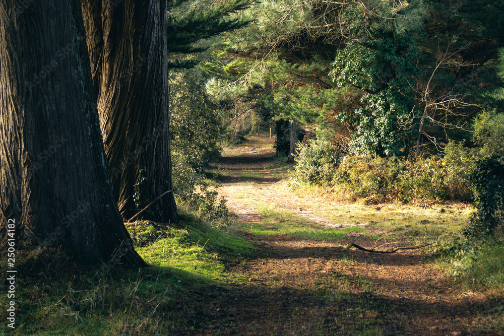 Chemin vers la plage