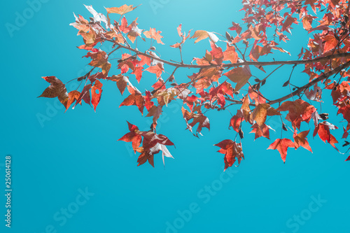 Tree autumn leaves on blue sky for nature background