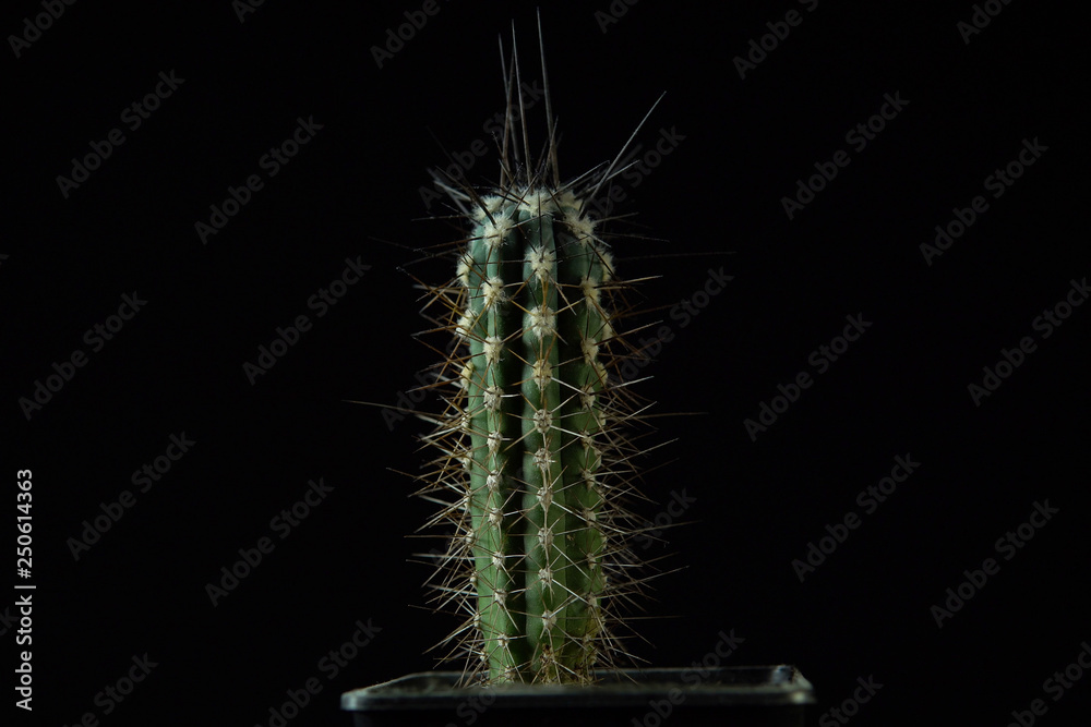 Green cactus with sharp needles dark background. Green cactus with sharp needles dark background.