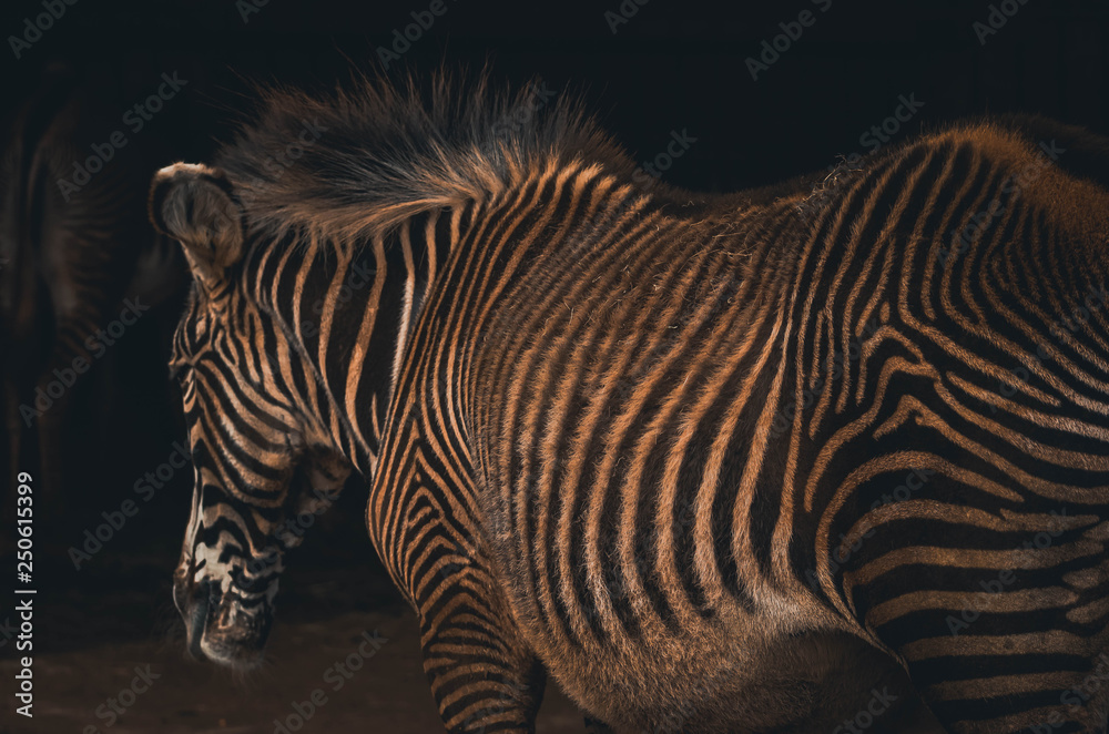Naklejka premium Spectacular portrait of a zebra. Animal