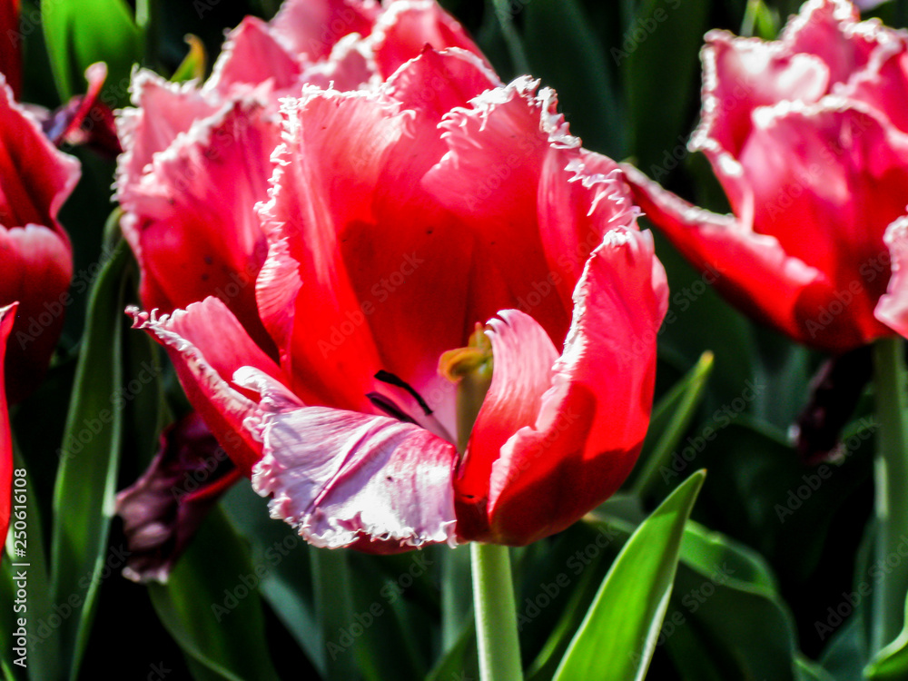 Naklejka premium red tulips in the garden