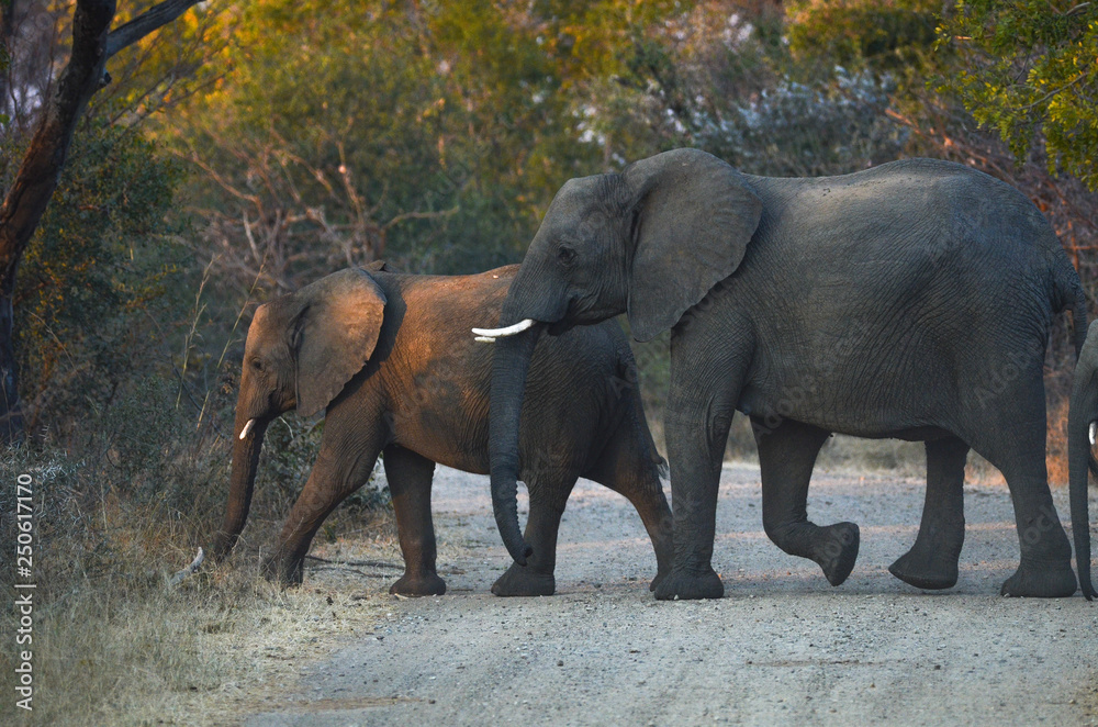 Fototapeta premium Etosha 2018_2