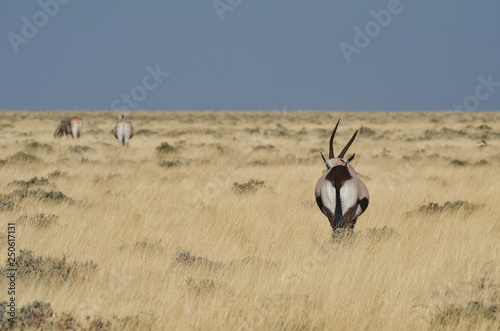 Etosha 2018_5 photo