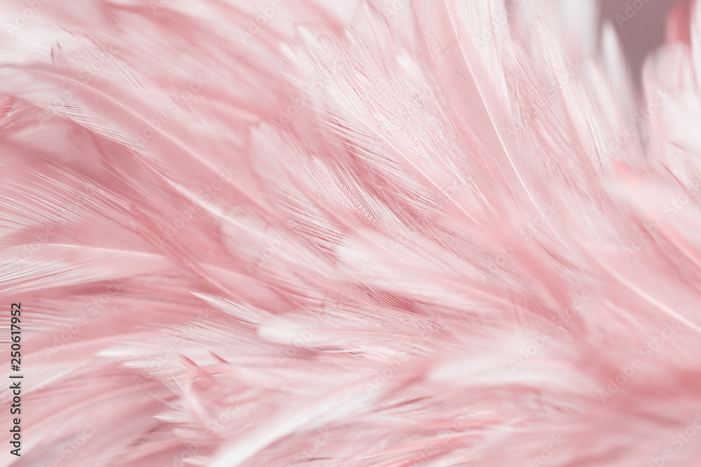 Pink feathers background Stock Photo