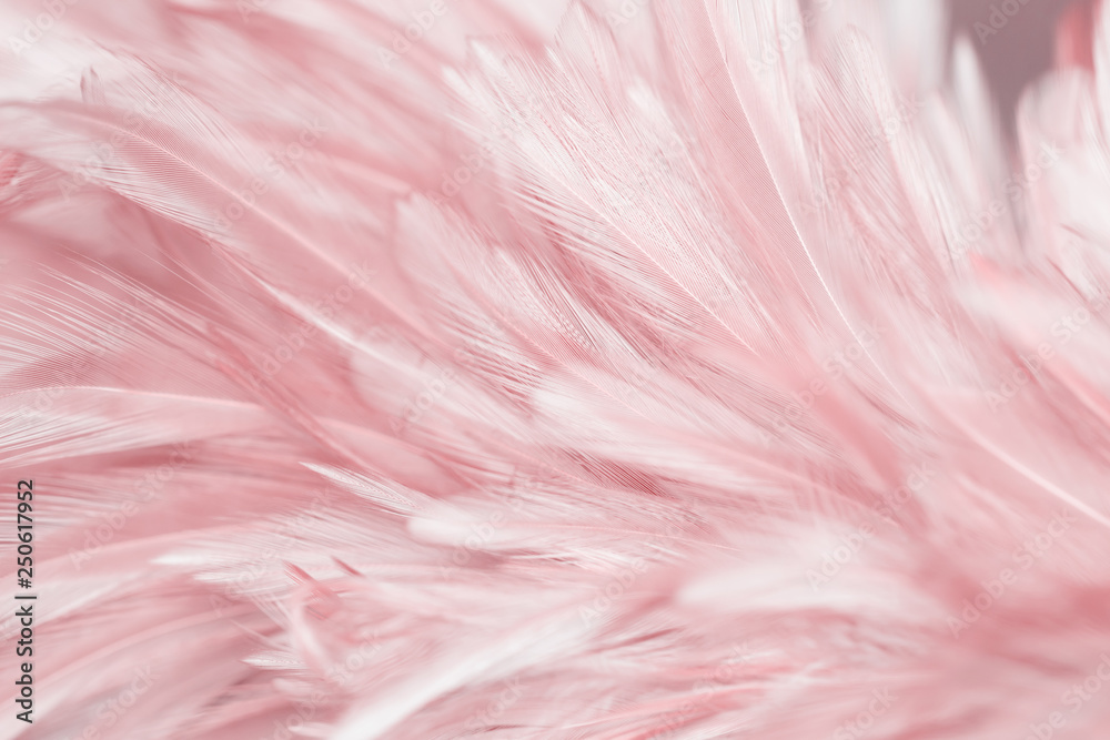 Pink bird feathers in soft and blur style, Fluffy pink feather background