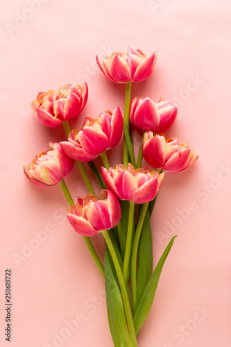 Fototapeta Naklejka Na Ścianę i Meble -  Spring flowers tulips on pastel colors background. Retro vintage style.