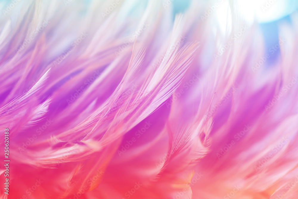 Colorful bird and chicken feathers in soft and blur style for the background, abstract art