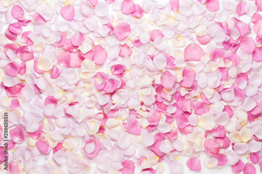 Pink rose flowers petals on white background. Flat lay, top view, copy space. Pink rose flowers petals on white background. Flat lay, top view, copy space.