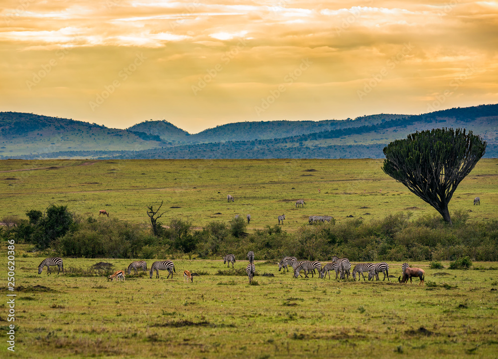 Herds of zebras in the Ngorongoro Crater, Tanzania Herds of zebras in the Ngorongoro Crater, Tanzania