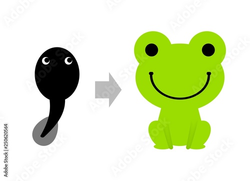 オタマジャクシからカエルへ成長 Stock イラスト Adobe Stock