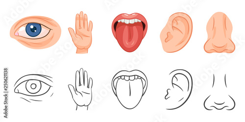 Five Senses Vector Illustrations. Taste, Sight, Touch, Smell, Hearing. Eye, Hand, Mouth, Tongue, Ear, Nose.