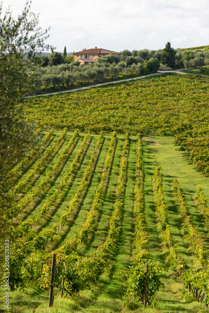 In Mitten der Weinberge der Tenuta di Monaciano befinden sich die Ferienhäuser die vom Besitzer des Weingutes betrieben werden. Hier baut man einen hervorragenden Chianti an.
