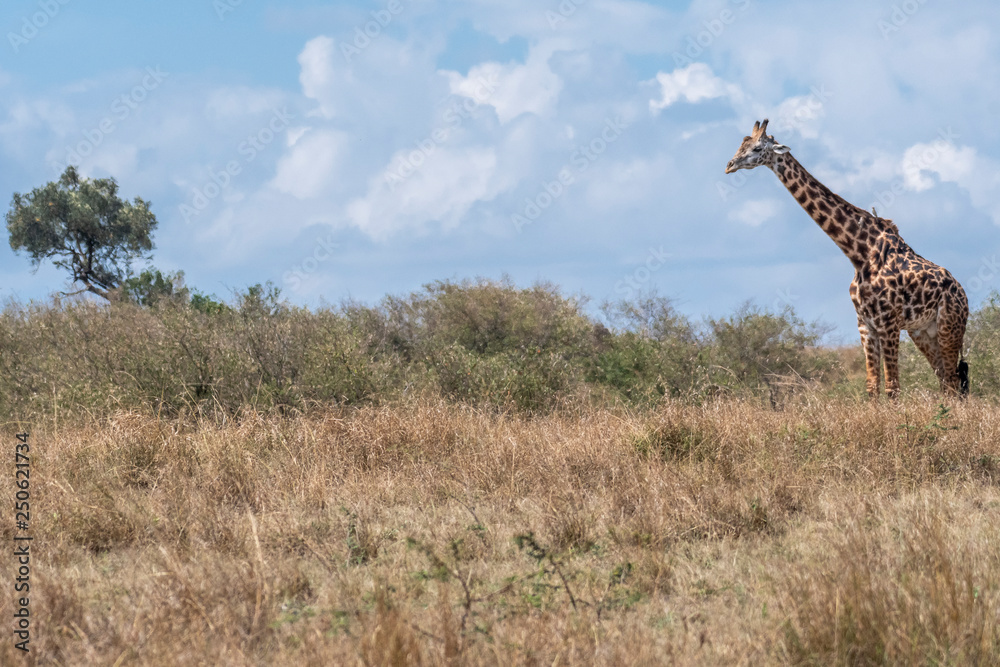 Fototapeta premium lonely giraffe resting in Maasai Mara