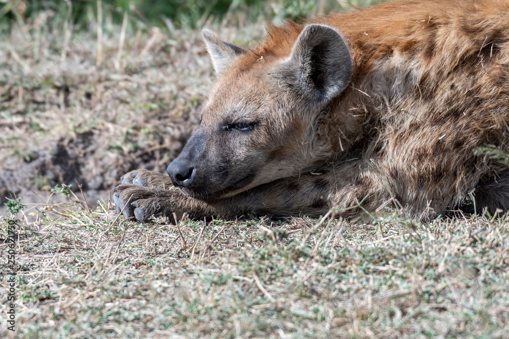 Hyena resting in day time near water hole, Maasai Mara Hyena resting in day time near water hole, Maasai Mara