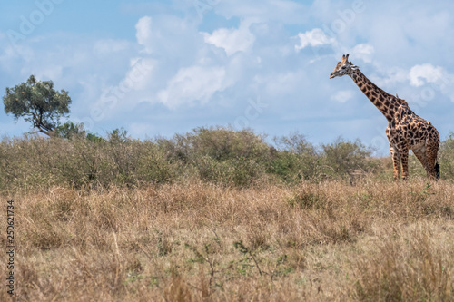 lonely giraffe resting in Maasai Mara