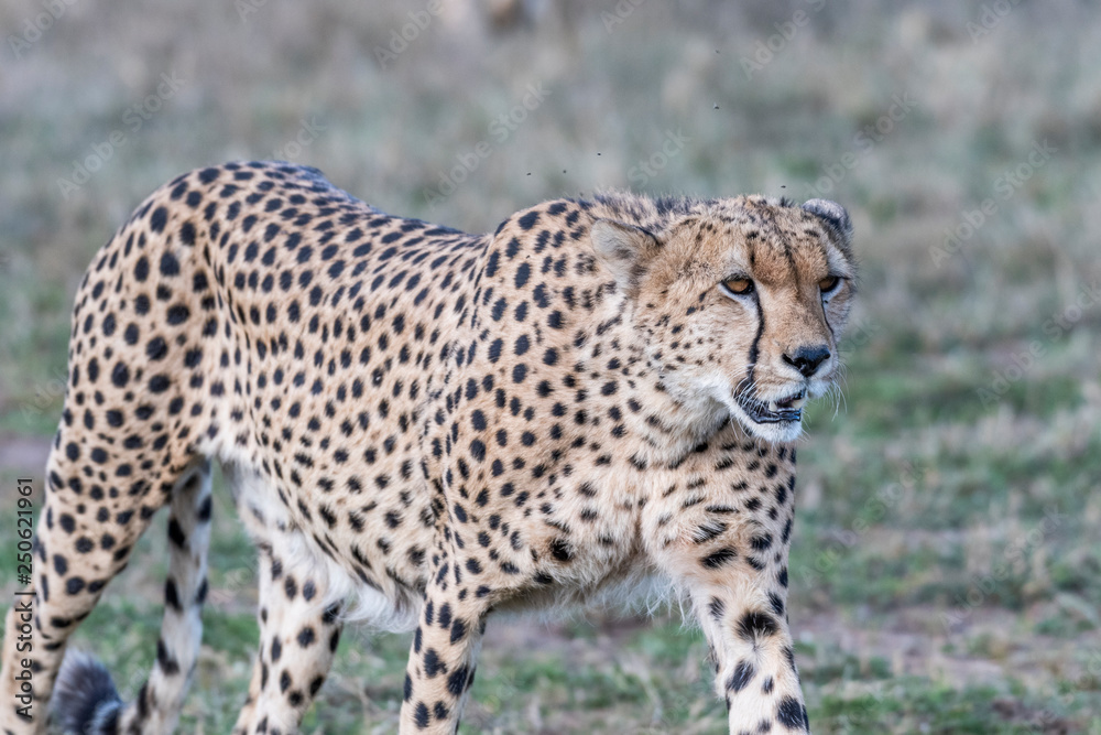Five cheetahs hiding and walking in field looking for hunt, Maasai Mara Five cheetahs hiding and walking in field looking for hunt, Maasai Mara