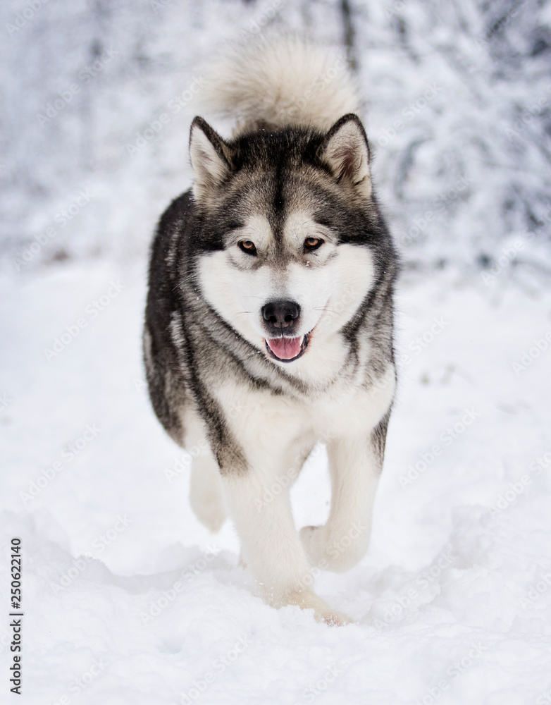 Alaskan Malamute dog on a winter walk in the snow Alaskan Malamute dog on a winter walk in the snow