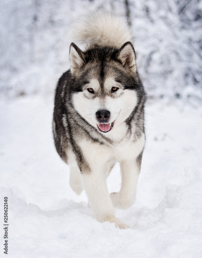 Alaskan Malamute dog on a winter walk in the snow