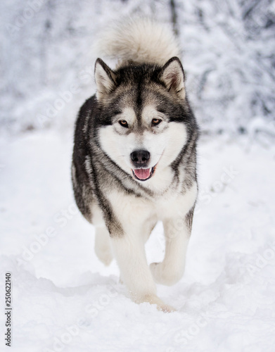 Alaskan Malamute dog on a winter walk in the snow