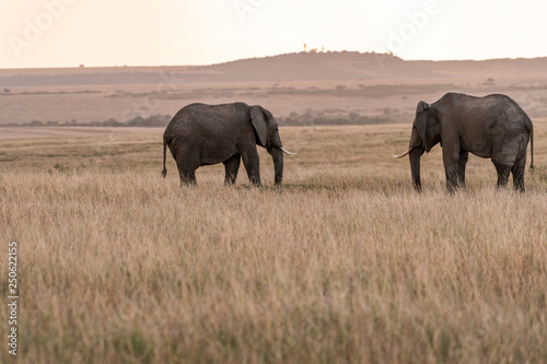 African elephants feeding grass in Savanna of Maasai Mara park