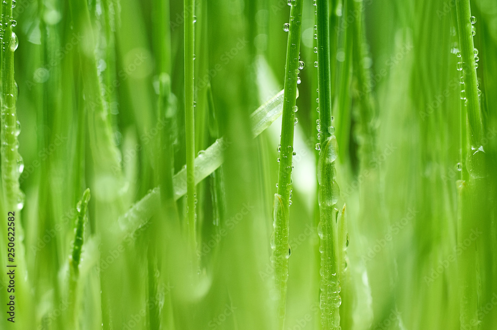 young green oat shoots natural background