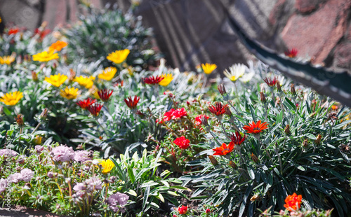 Gazania harsh in the Botanical garden 