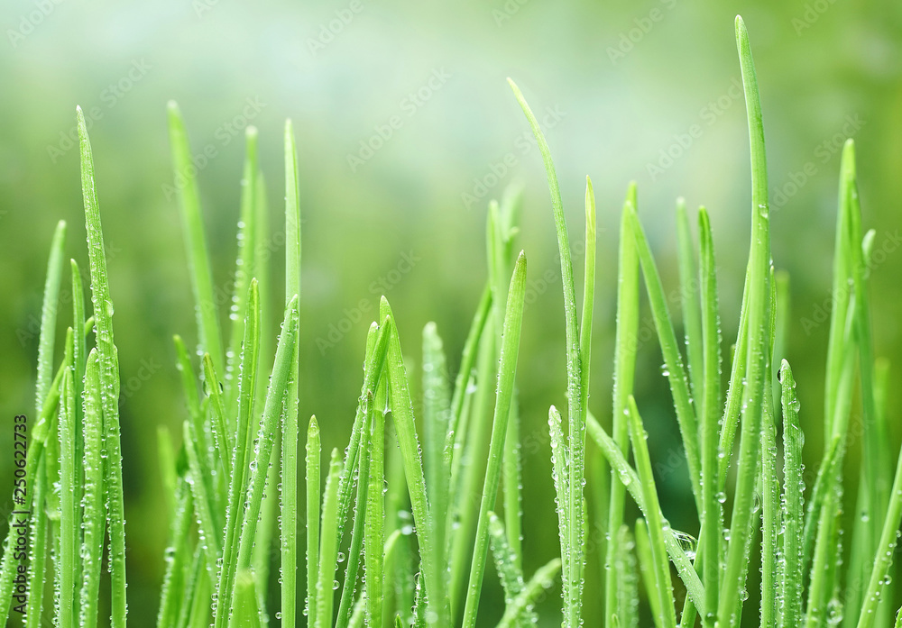 young green oat shoots natural background young green oat shoots natural background