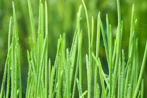 young green oat shoots natural background
