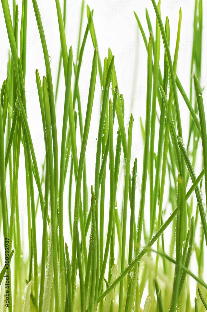 Fototapeta premium young green oat shoots natural background