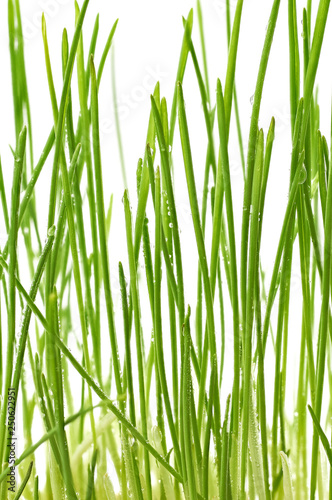 young green oat shoots natural background © SERGIYVOLODYMYROVYCH