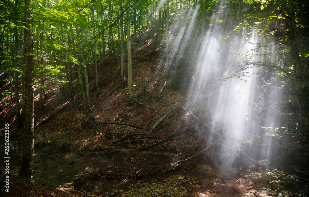 Rays of light make their way through the smoke in the forest