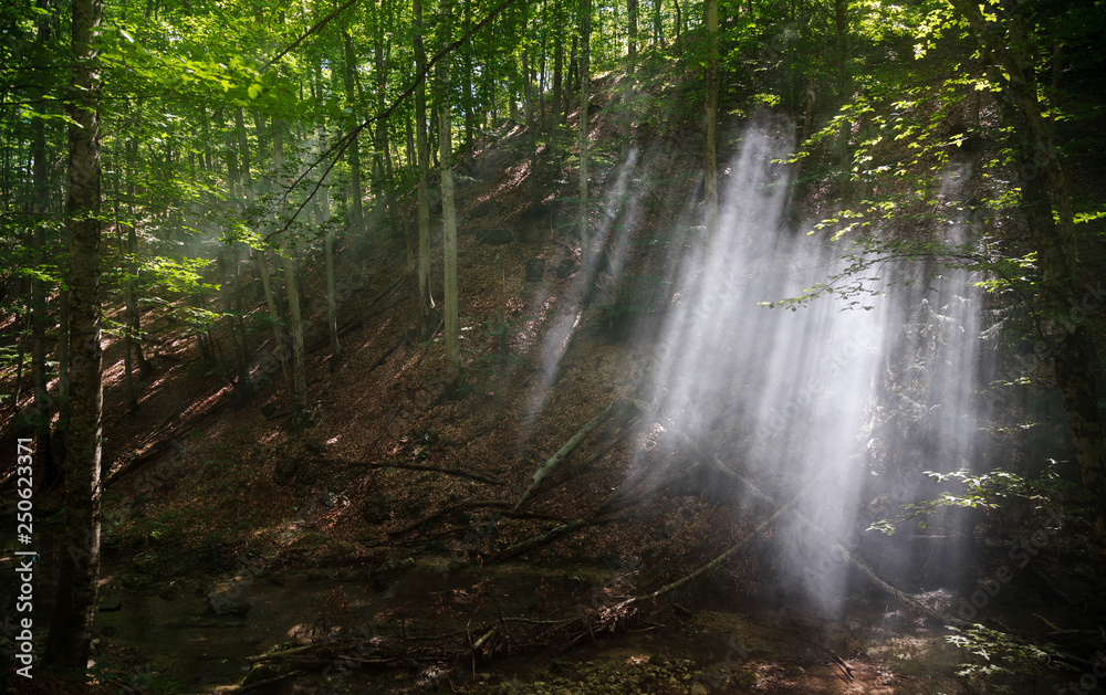 Rays of light make their way through the smoke in the forest