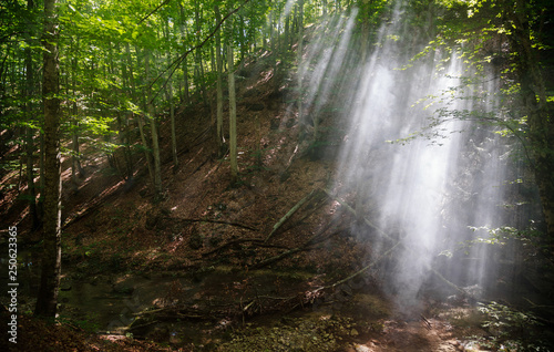 Fototapeta Naklejka Na Ścianę i Meble -  Rays of light make their way through the smoke in the forest