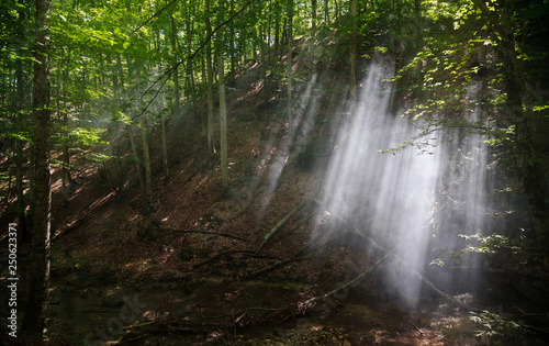 Fototapeta Naklejka Na Ścianę i Meble -  Rays of light make their way through the smoke in the forest