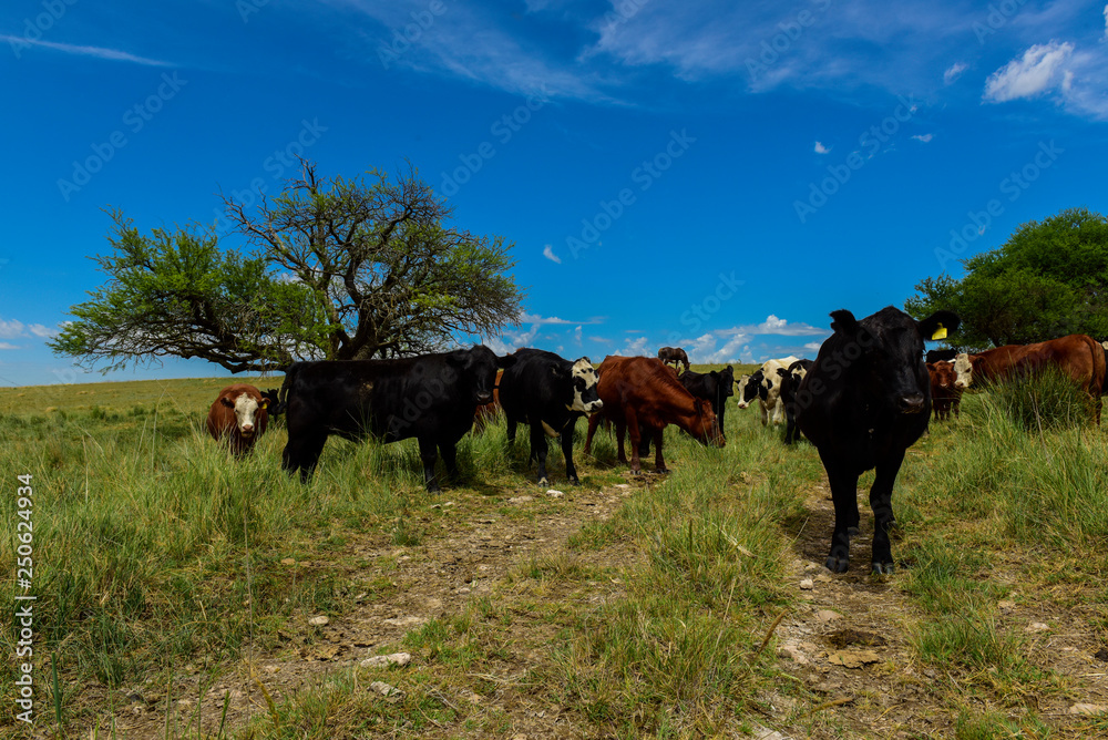 Obraz premium Cows fed with grass, Pampas,Patagonia, Argentina