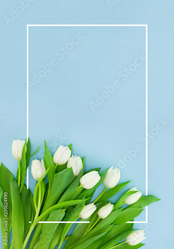 White tulips on blue background with frame, flower postcard for Women's Day, Mother's Day or sale concept. Floral spring background with copy space. Flat lay.