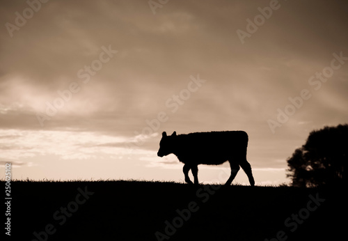 Cows fed  grass, in countryside, Pampas, Patagonia,Argentina © foto4440