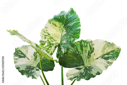 Variegated Leaves of Elephant Ear Tropical Plant Isolated on White Background