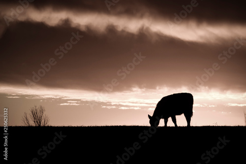 Cows fed grass, in countryside, Pampas, Patagonia,Argentina