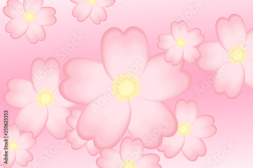 Cherry blossoms in full bloom Background material.                       