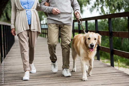partial view of senior couple walking with golden retriever dog across wooden bridge in park