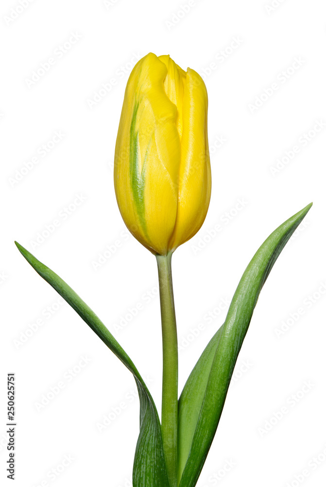 Bud of yellow tulip on white background Bud of yellow tulip on white background
