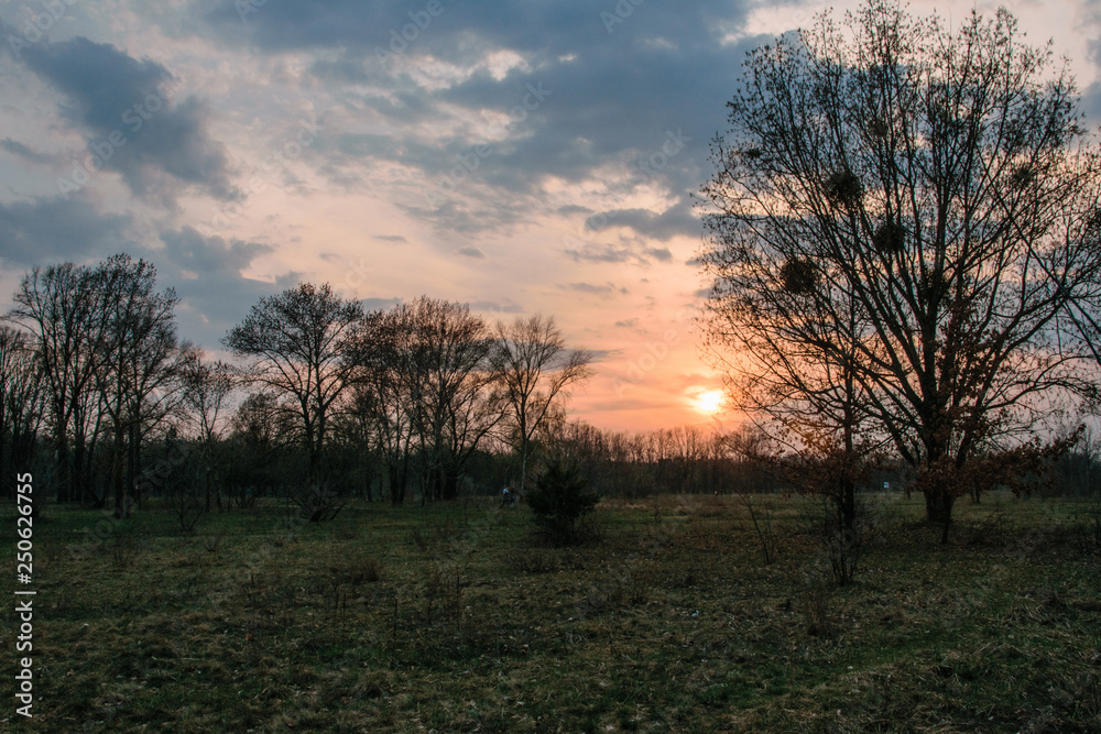 A field with lonely trees at sunset. A field with lonely trees at sunset.