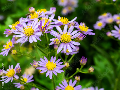 A cluster of aster flowers in bloom