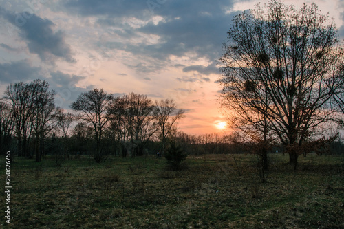 A field with lonely trees at sunset.