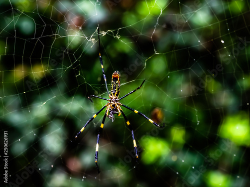 Japanese gumo spider on its web 2