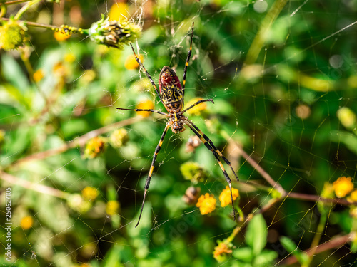 Japanese gumo spider on its web 3 photo