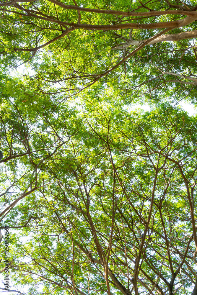 Fototapeta premium tree or plant with green limb leaf from bottom view